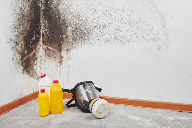 Mold Testing and Removal in Aldan, PA