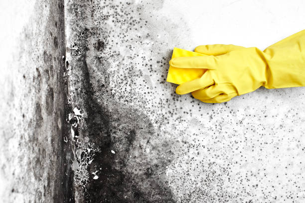Best Commercial Mold Removal  in Aldan, PA