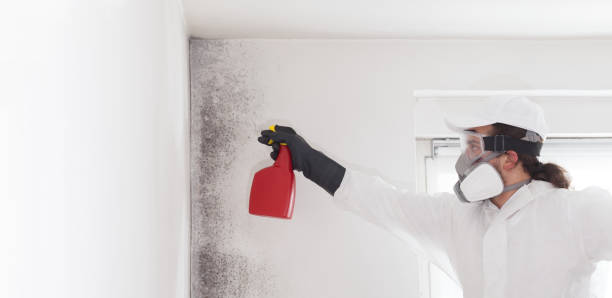 Office Mold Removal Services in Aldan, PA