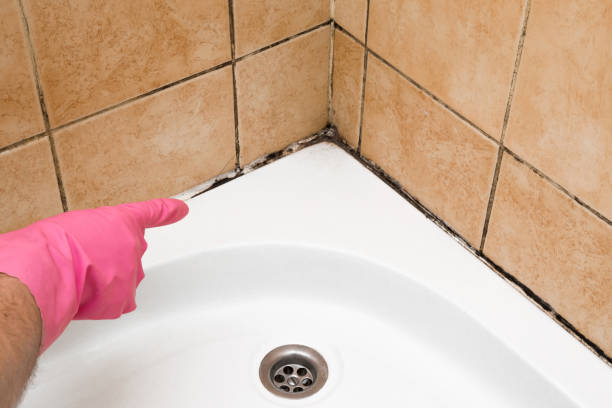 Best Attic Mold Removal  in Aldan, PA